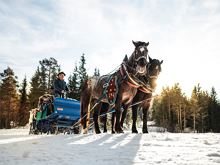 Excursions on horse-drawn sleigh