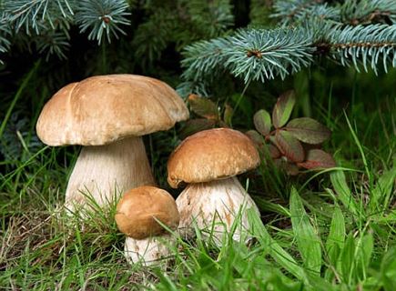 Descurí le monn di funguns - The magical kingdom of mushrooms