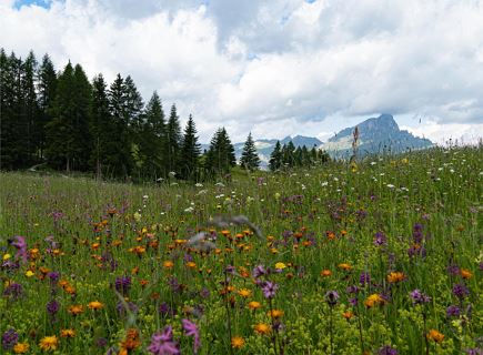 Esplojiun de corusc - Admiring the alpine flower on the Armentara meadows