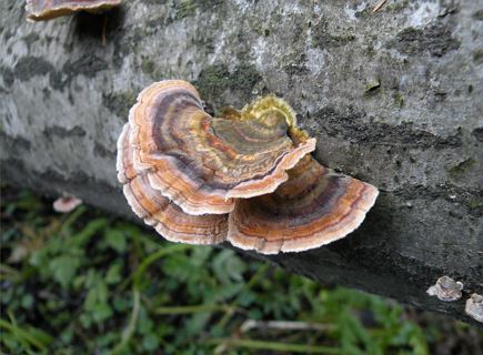 Le rëgn di fonguns - The colorful kingdom of mushrooms