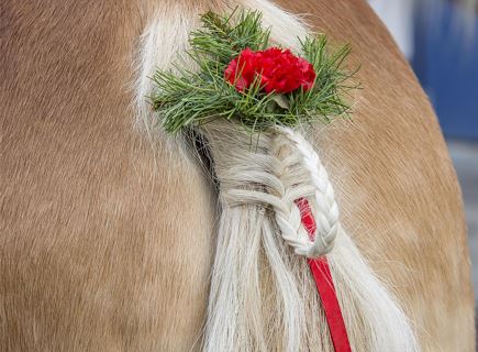 Preparation of the horses and the carriage for the Leonardiritt parade