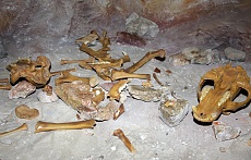 Resti del Usrus ladinicus nelle caverne del Conturines